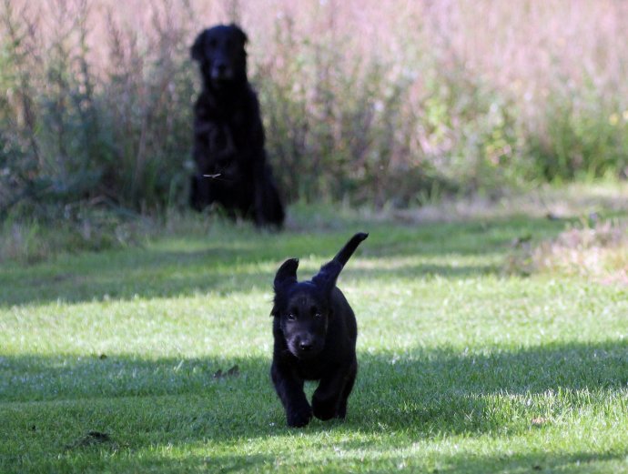 Flatcoat pup "Wallcorner's Lieke"