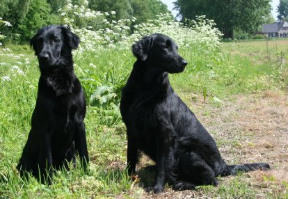 Baatje en Bonnie